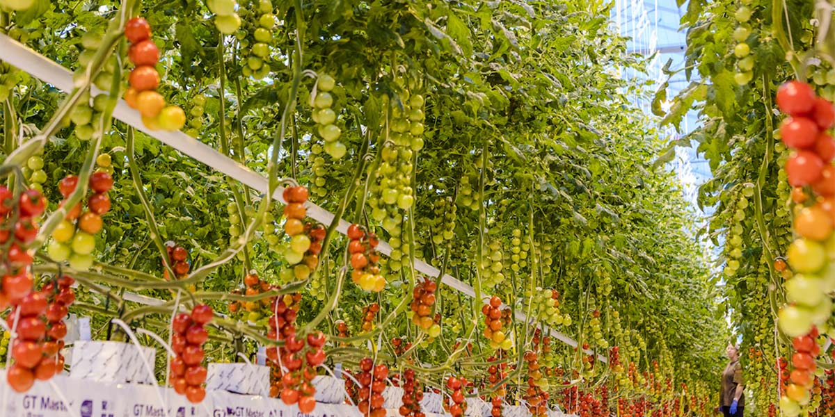 Pomodoro, è importante scegliere portainnesti resistenti al ToBRFV?